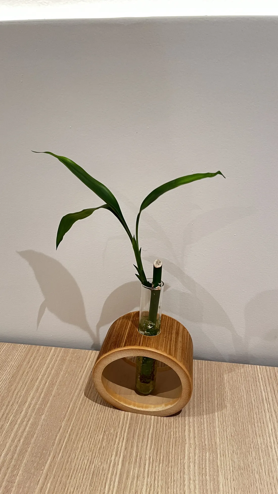 Bambu da sorte em vaso de bambu sobre mesa de madeira clara